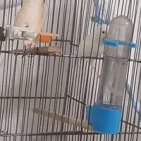 قناری سفید|پرنده|رشت, شهرک الغدیر|دیوار