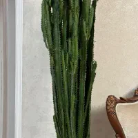 کاکتوس با گلدان