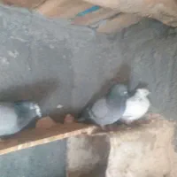 کبوتر|پرنده|فرخ‌شهر, |دیوار