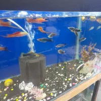 آکواریوم نمو شهرستان قوچان|ماهی|قوچان, |دیوار