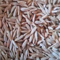 فروش گندم وجو