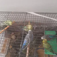 ۸عدد پرنده مرغ عشق|پرنده|الوند, |دیوار