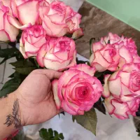 رز هلندی شاخه‌ای 35 بسته ۲۰تایی