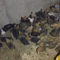 جوجه مرغ محلی