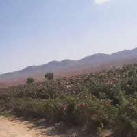 پا جوش درخت خرما مسافتی ۱۵ساله