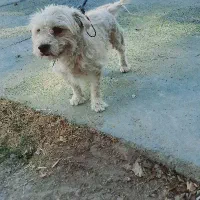 سگ پاکوتاه شیتزو