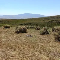 علف زنی