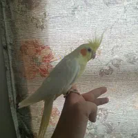 عروس هلندی ماده