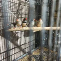 فنچ تعدادی|پرنده|اندیشه, اندیشه فاز ۱|دیوار