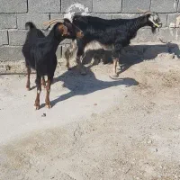 بز داشتی
