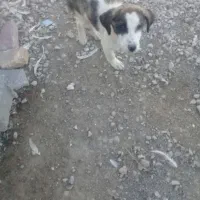 واگذاری چند عدد تو ل ه سگ|سگ|کرمانشاه, |دیوار