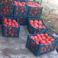 انار درجه یک