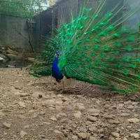 فروش تخم طاووس نطفه دار
