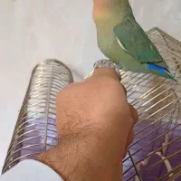 طوطی برزیلی اهلی|پرنده|اردبیل, |دیوار