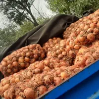 پیاز  زومار مغان