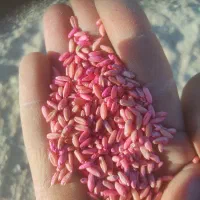 گندم بذری خوب از ما بخواهید.|عمده‌فروشی|میانه, |دیوار