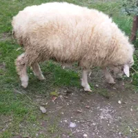 گوسفند نر بز گاو برهه