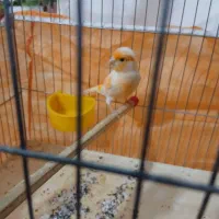 قناری نر پرتقالی یا موزاییکی بخوان