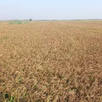 شلب بذری درجه واحد یعنی  (یک)(یک)