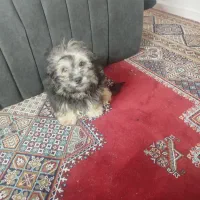 واگذاری سگ 3ماهه|سگ|پرند, فاز ۶|دیوار