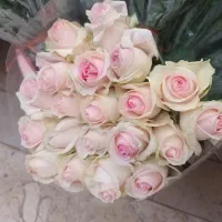 رز هلندی|گل و گیاه طبیعی|اصفهان, دانشگاه اصفهان|دیوار