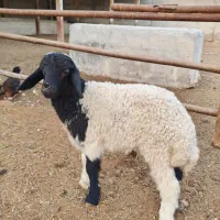 یک عدد بره نر ، درجه یک