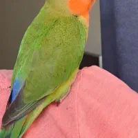 طوطی برزیلی گم شده|حیوانات|تهران, صفا|دیوار