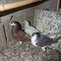 رنگی جوانه|پرنده|گرگان, |دیوار