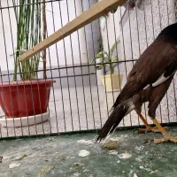 مینا سرحال وبازیگوش