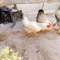 سه عدد مرغ تخمگذار