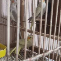 جفت‌عروس هلندی آهویی بادوتا جوجه