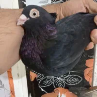 صرب ماده گناوه