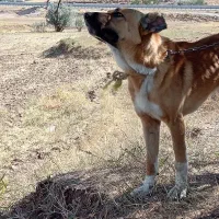 سگ... معاوضه