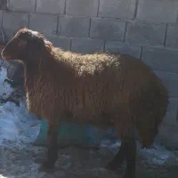 بره افشاری بز بزغاله میش گوسفند