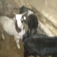 قیمت ۱۵ ملیون روستای هالان|حیوانات مزرعه|صحنه, |دیوار