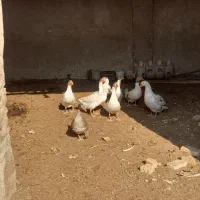 غاز بالغ و جوان و چاق|حیوانات مزرعه|پیشوا, |دیوار