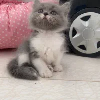 بچه گربه بریتیش لانگ هیر