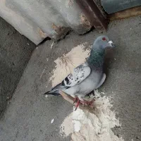 کفتر سه تانر