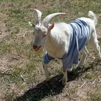 دوراس چپیش سانن