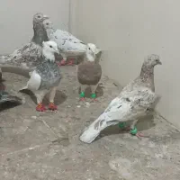 کفترسرور  آلمانی  طوقی ۷عدد