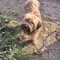 معاوضه سگ با پرنده|سگ|اصفهان, شهرک کاوه|دیوار