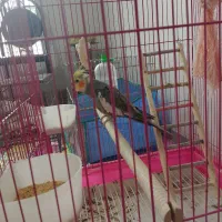 عروس هلندی نر ۹ ماهه شهر زرقان