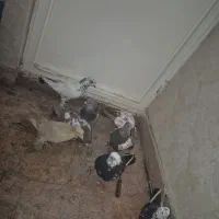 ۱۱ عدد کبوتر|پرنده|تبریز, |دیوار