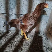 مرغ لاری معاوضه و فروش