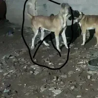 سگ سرابی   فی 14