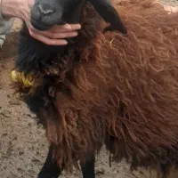 گوسفند نر فروشی کاملا اهلی|حیوانات مزرعه|سنگر, |دیوار