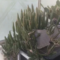 گل با گلدان پر گل|گل و گیاه طبیعی|شیراز, سایت اداری|دیوار