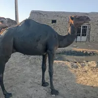 یا من ین جل یا من یا