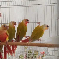 گرینچیک سانچیک مونچیک ردچیک پاید|پرنده|مشهد, سناباد|دیوار
