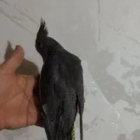 جوجه تازه دونخور دوماهه|پرنده|قم, هفت تیر|دیوار